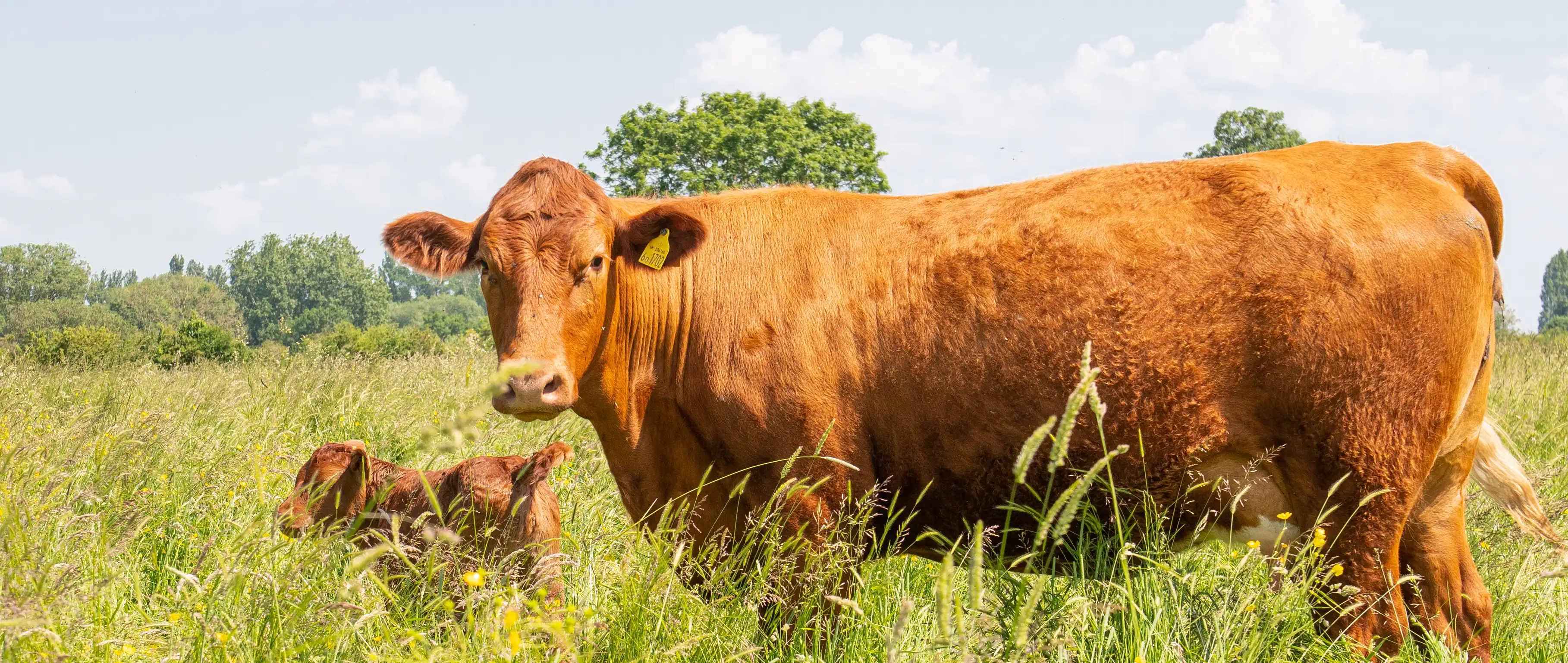 Cow photo on a tall grass background used in FAI Academy online training on animal welfare and regenerative agriculture for farmers, veterinarians, and food supply chain professionals.